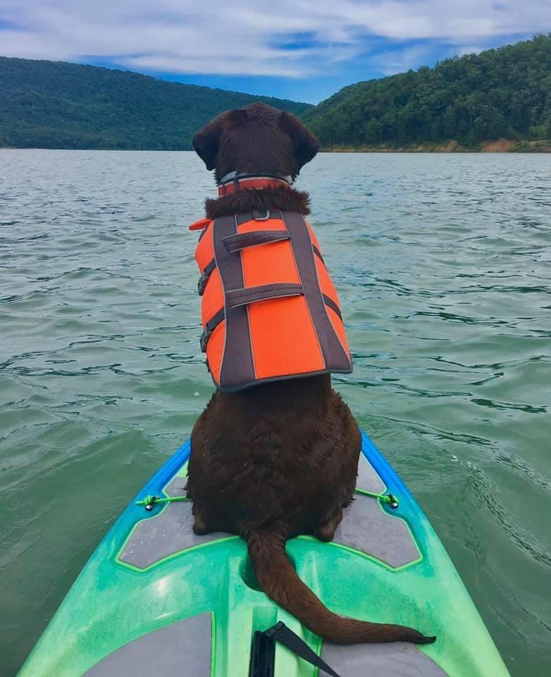 Hi Life - A Dog-Friendly Kayak, Perception Kayaks, USA & Canada